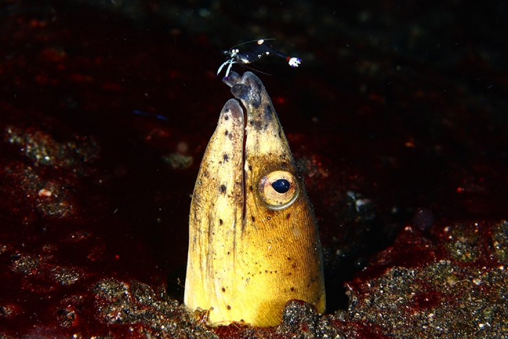 Illustration de l'article : Ce plongeur a ramen&eacute; de superbes photos de la faune sous-marine indon&eacute;sienne dans ses bagages