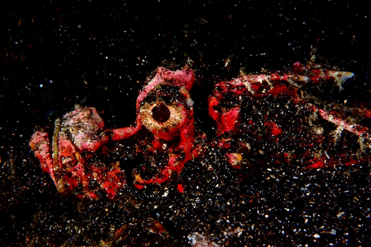 Illustration de l'article : Ce plongeur a ramen&eacute; de superbes photos de la faune sous-marine indon&eacute;sienne dans ses bagages