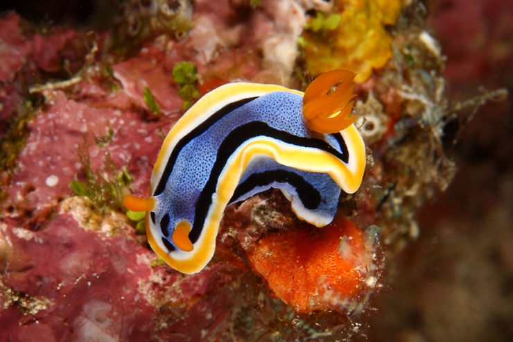 Illustration de l'article : Ce plongeur a ramen&eacute; de superbes photos de la faune sous-marine indon&eacute;sienne dans ses bagages