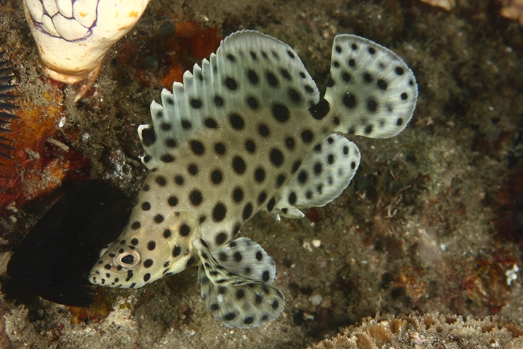 Illustration de l'article : Ce plongeur a ramen&eacute; de superbes photos de la faune sous-marine indon&eacute;sienne dans ses bagages