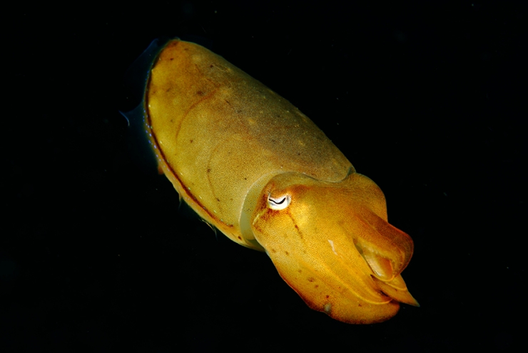 Illustration de l'article : Ce plongeur a ramen&eacute; de superbes photos de la faune sous-marine indon&eacute;sienne dans ses bagages