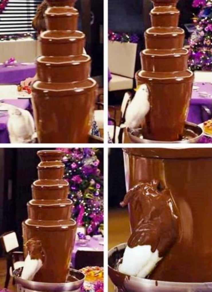 Illustration de l'article : 17 animaux qui se comportent comme des malotrus! Faites attention!