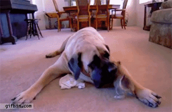 Illustration de l'article : 17 animaux qui se comportent comme des malotrus! Faites attention!