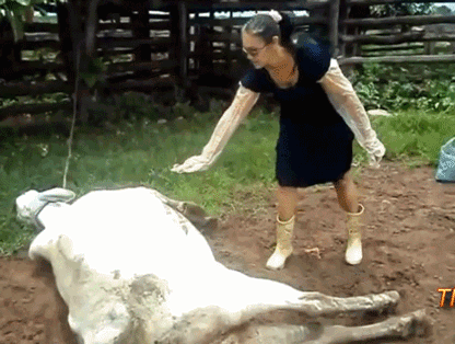 Illustration de l'article : 17 animaux qui se comportent comme des malotrus! Faites attention!