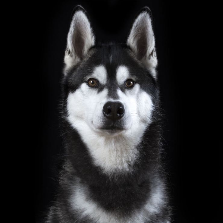 Illustration de l'article : 15 superbes portraits d'animaux sign&eacute;s Rob Bahou