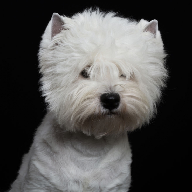 Illustration de l'article : 15 superbes portraits d'animaux sign&eacute;s Rob Bahou