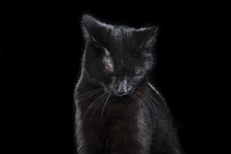 Illustration de l'article : 15 superbes portraits d'animaux sign&eacute;s Rob Bahou