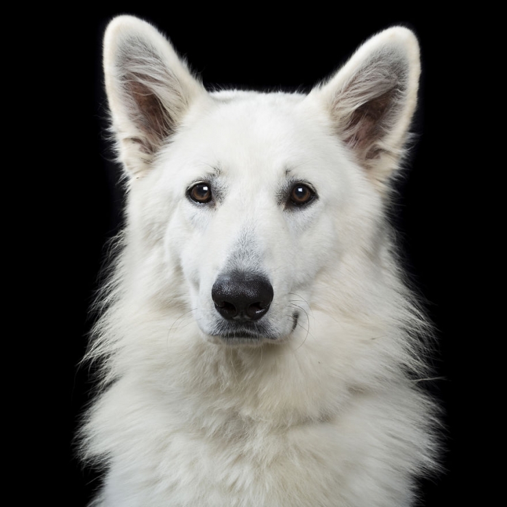 Illustration de l'article : 15 superbes portraits d'animaux sign&eacute;s Rob Bahou