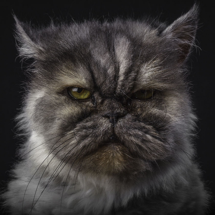 Illustration de l'article : 15 superbes portraits d'animaux sign&eacute;s Rob Bahou