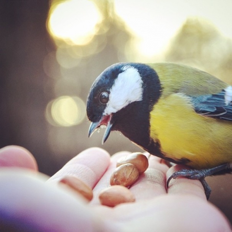 Illustration de l'article : Ce photographe attire les animaux avec de la nourriture pour r&eacute;aliser de merveilleux clich&eacute;s