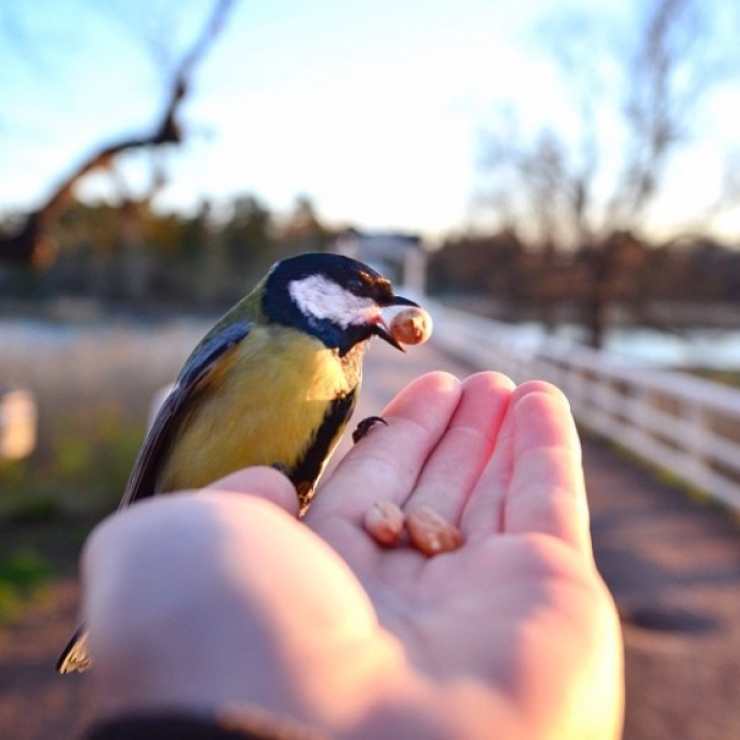 Illustration de l'article : Ce photographe attire les animaux avec de la nourriture pour r&eacute;aliser de merveilleux clich&eacute;s