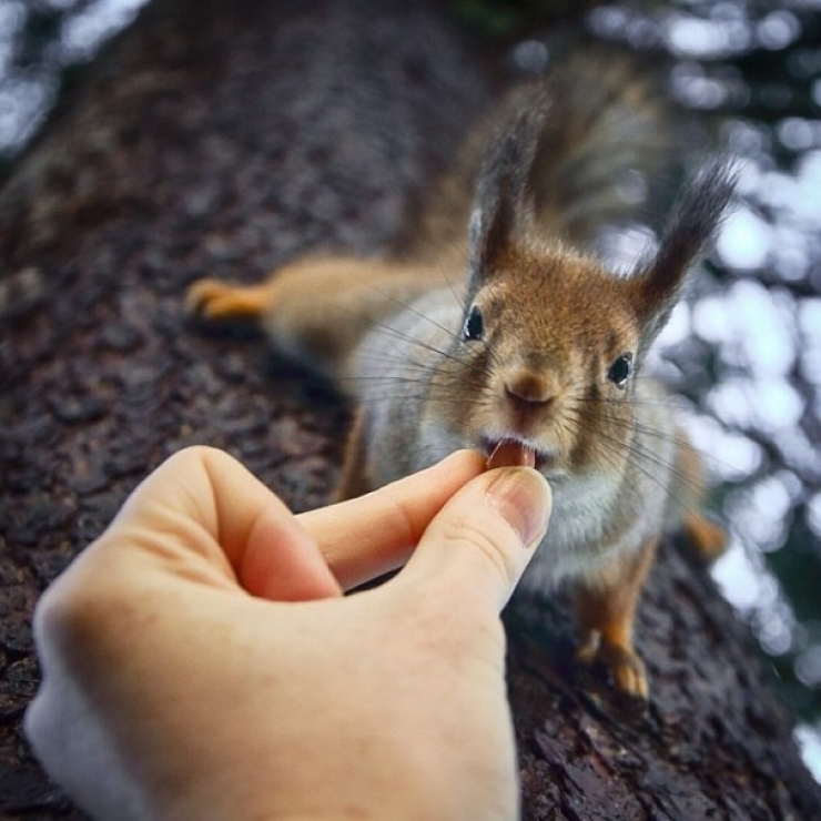 Illustration de l'article : Ce photographe attire les animaux avec de la nourriture pour r&eacute;aliser de merveilleux clich&eacute;s