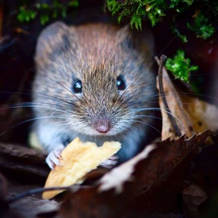 Illustration de l'article : Ce photographe attire les animaux avec de la nourriture pour r&eacute;aliser de merveilleux clich&eacute;s