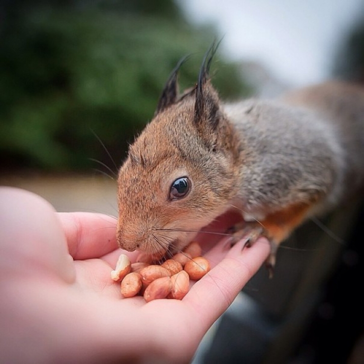 Illustration de l'article : Ce photographe attire les animaux avec de la nourriture pour r&eacute;aliser de merveilleux clich&eacute;s