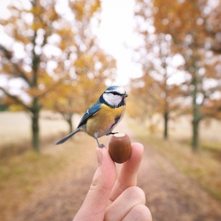Illustration de l'article : Ce photographe attire les animaux avec de la nourriture pour r&eacute;aliser de merveilleux clich&eacute;s