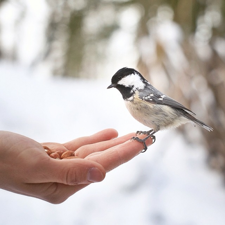 Illustration de l'article : Ce photographe attire les animaux avec de la nourriture pour r&eacute;aliser de merveilleux clich&eacute;s