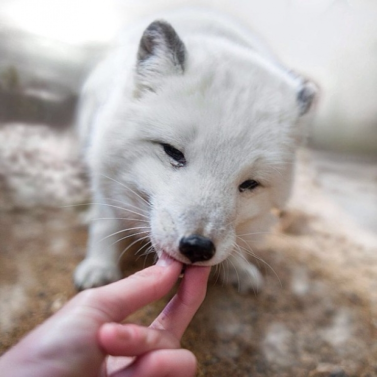 Illustration de l'article : Ce photographe attire les animaux avec de la nourriture pour r&eacute;aliser de merveilleux clich&eacute;s