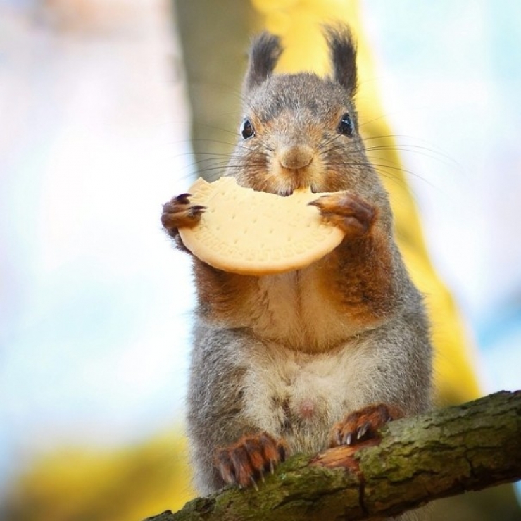 Illustration de l'article : Ce photographe attire les animaux avec de la nourriture pour r&eacute;aliser de merveilleux clich&eacute;s