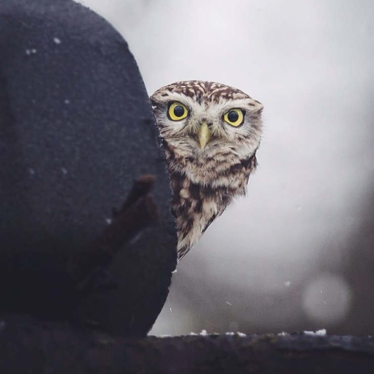 Illustration de l'article : Ce photographe attire les animaux avec de la nourriture pour r&eacute;aliser de merveilleux clich&eacute;s