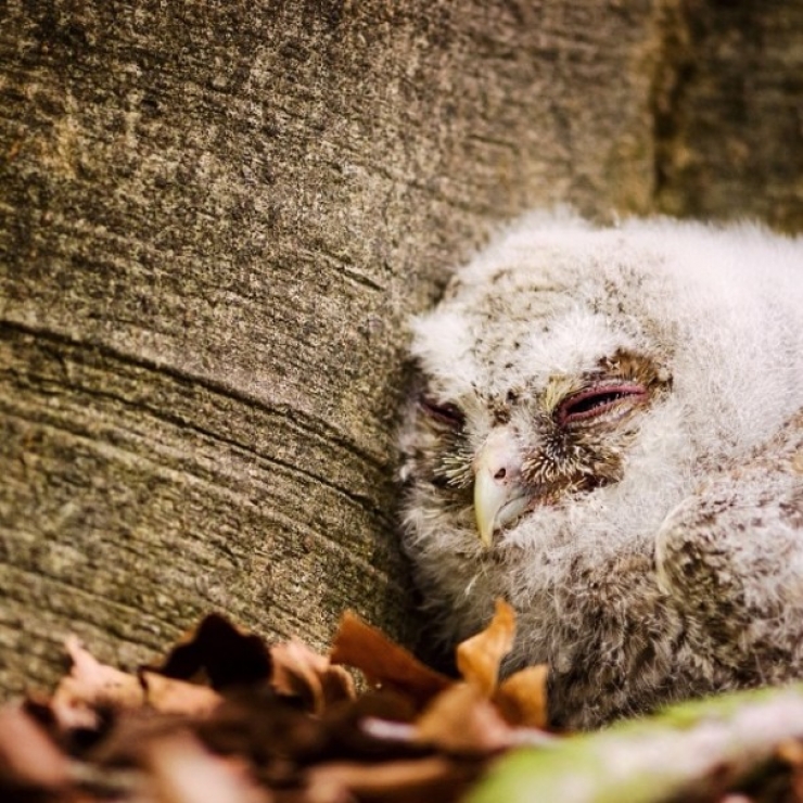 Illustration de l'article : Ce photographe attire les animaux avec de la nourriture pour r&eacute;aliser de merveilleux clich&eacute;s
