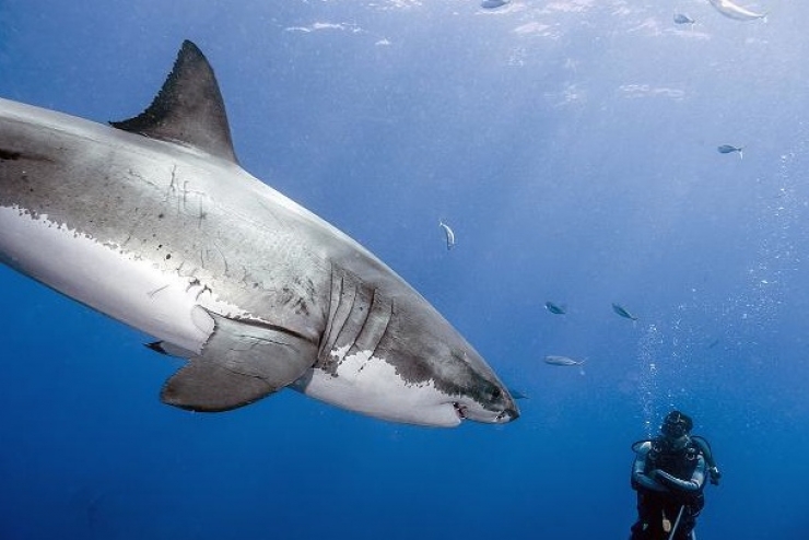 Illustration de l'article : 42 clich&eacute;s animaliers qui montrent la po&eacute;sie de la nature !