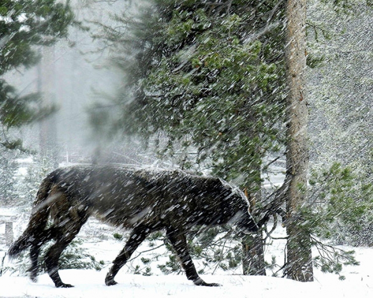Illustration de l'article : 42 clich&eacute;s animaliers qui montrent la po&eacute;sie de la nature !