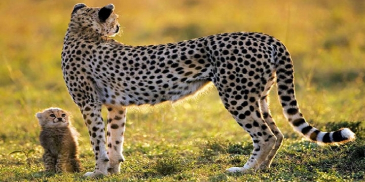 Illustration de l'article : 42 clich&eacute;s animaliers qui montrent la po&eacute;sie de la nature !