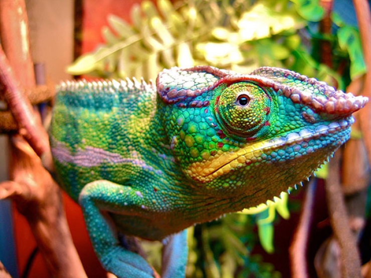 Illustration de l'article : 42 clich&eacute;s animaliers qui montrent la po&eacute;sie de la nature !