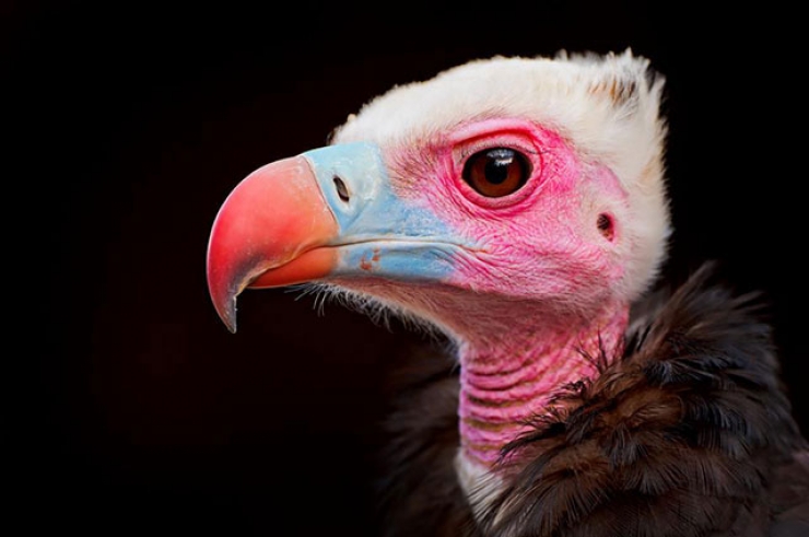 Illustration de l'article : 42 clich&eacute;s animaliers qui montrent la po&eacute;sie de la nature !