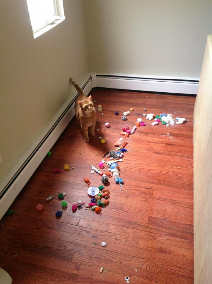 Illustration de l'article : Ces 16 chats sont des accumulateurs compulsifs. C'est grave docteur ?