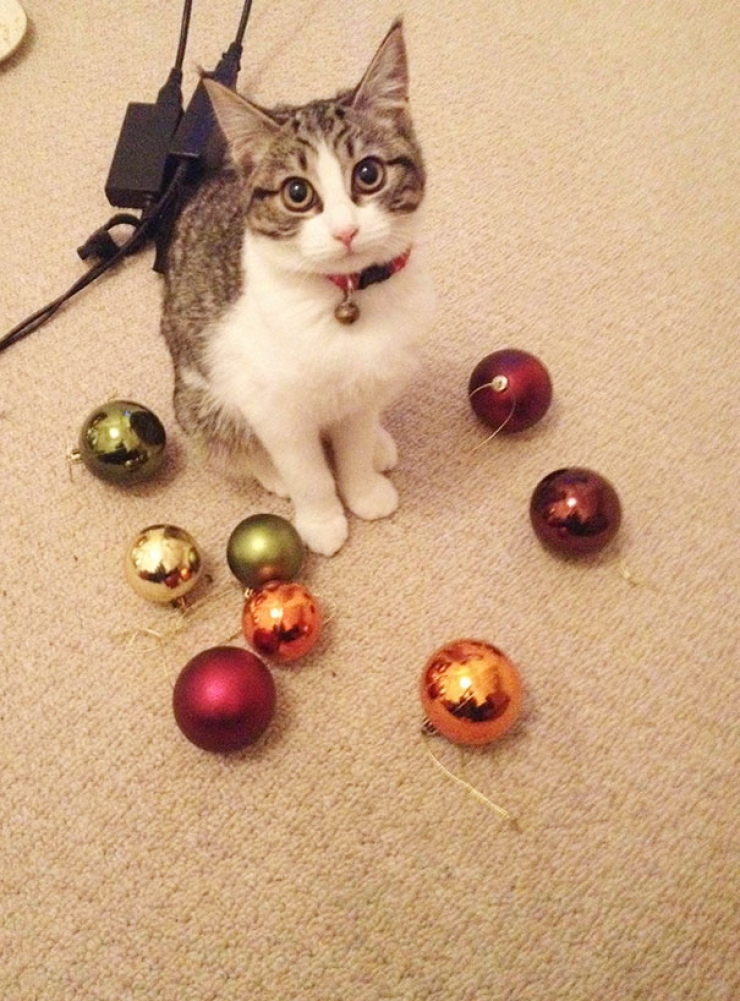 Illustration de l'article : Ces 16 chats sont des accumulateurs compulsifs. C'est grave docteur ?