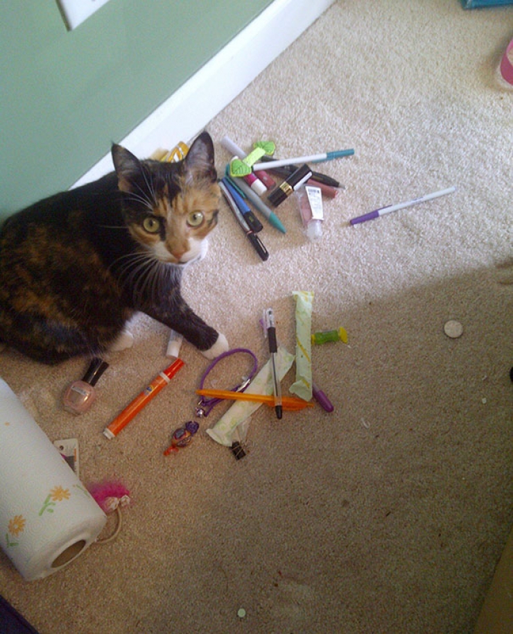 Illustration de l'article : Ces 16 chats sont des accumulateurs compulsifs. C'est grave docteur ?