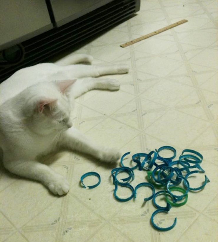 Illustration de l'article : Ces 16 chats sont des accumulateurs compulsifs. C'est grave docteur ?