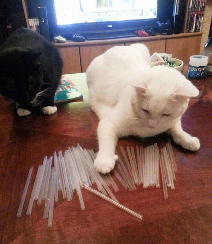 Illustration de l'article : Ces 16 chats sont des accumulateurs compulsifs. C'est grave docteur ?