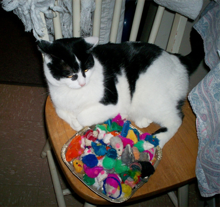 Illustration de l'article : Ces 16 chats sont des accumulateurs compulsifs. C'est grave docteur ?