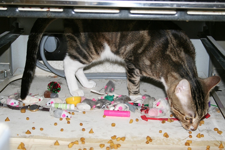 Illustration de l'article : Ces 16 chats sont des accumulateurs compulsifs. C'est grave docteur ?