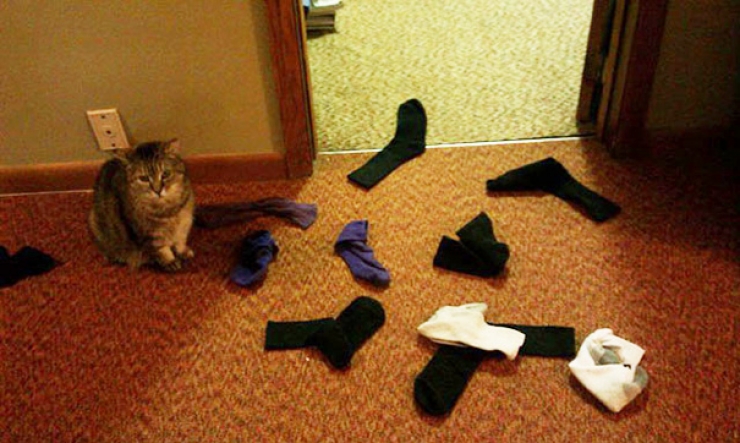 Illustration de l'article : Ces 16 chats sont des accumulateurs compulsifs. C'est grave docteur ?