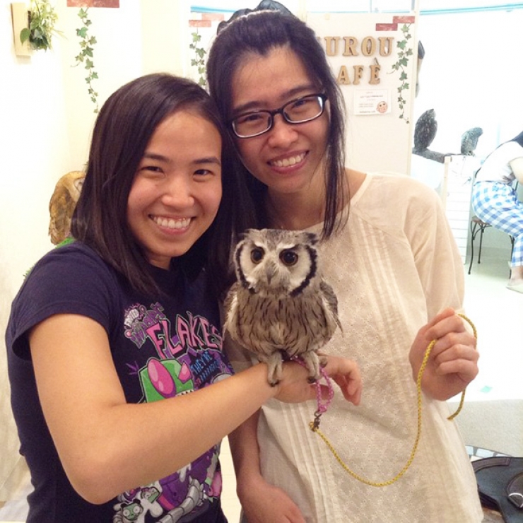 Illustration de l'article : Apr&egrave;s les bars &agrave; chats, voici le caf&eacute; &agrave; hiboux