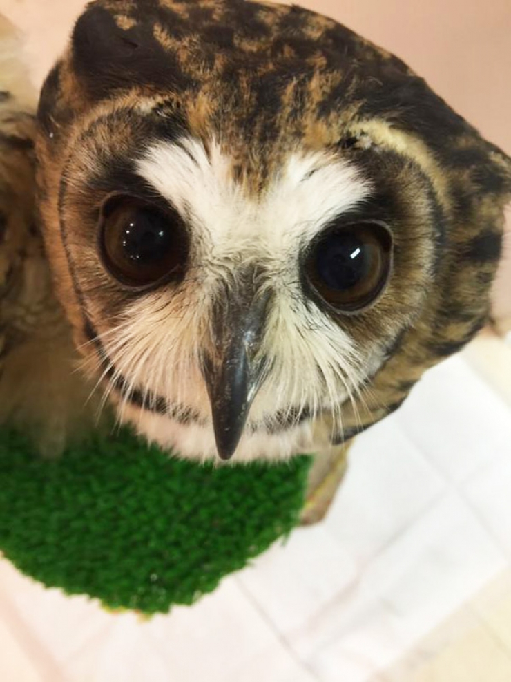 Illustration de l'article : Apr&egrave;s les bars &agrave; chats, voici le caf&eacute; &agrave; hiboux