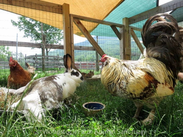 Illustration de l'article : Ce lapin de laboratoire sent l'odeur de l'herbe pour la premi&egrave;re fois de sa vie