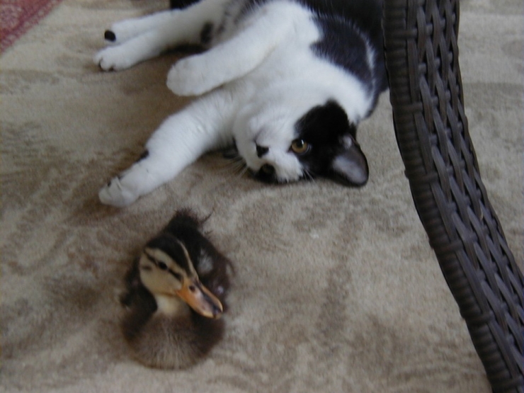 Illustration de l'article : Ces chats qui aiment les canards en secret