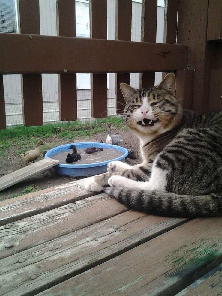 Illustration de l'article : Ces chats qui aiment les canards en secret