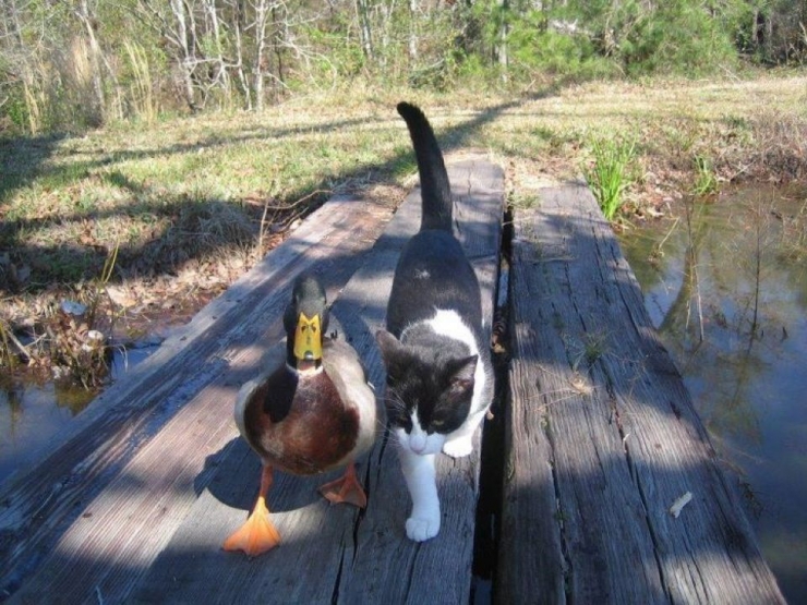 Illustration de l'article : Ces chats qui aiment les canards en secret