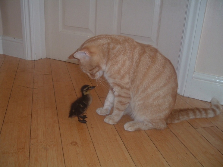 Illustration de l'article : Ces chats qui aiment les canards en secret