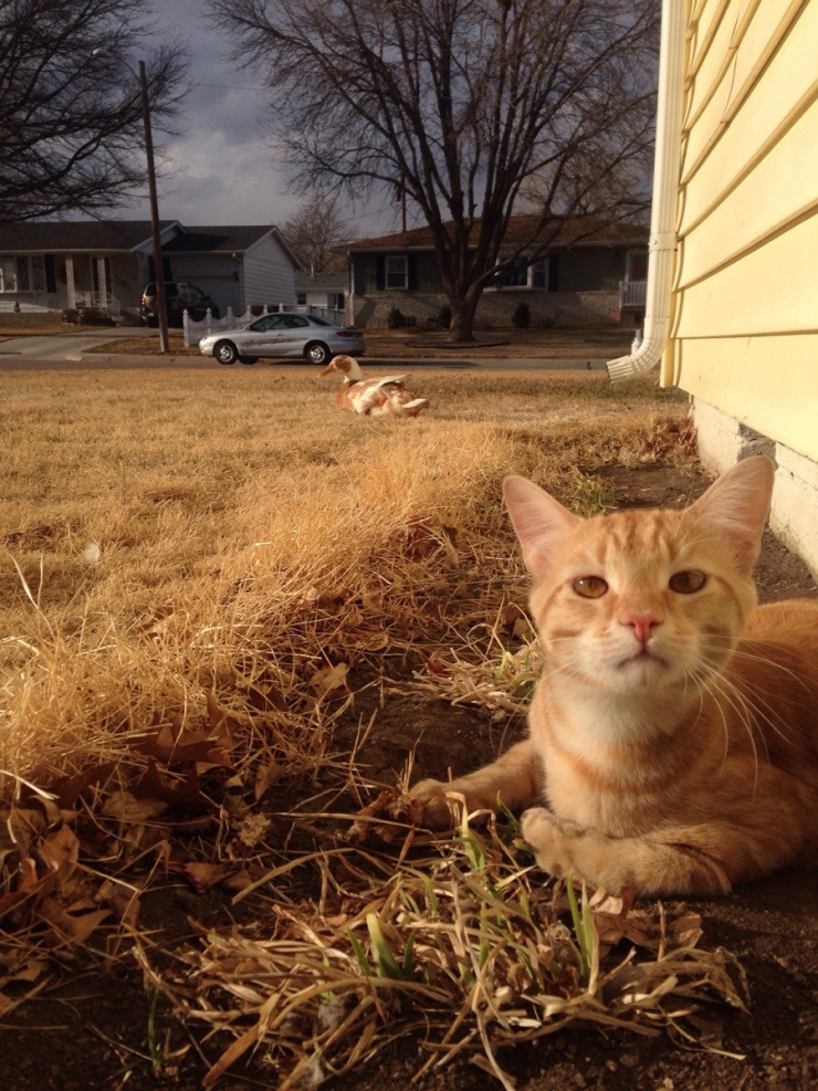 Illustration de l'article : Ces chats qui aiment les canards en secret