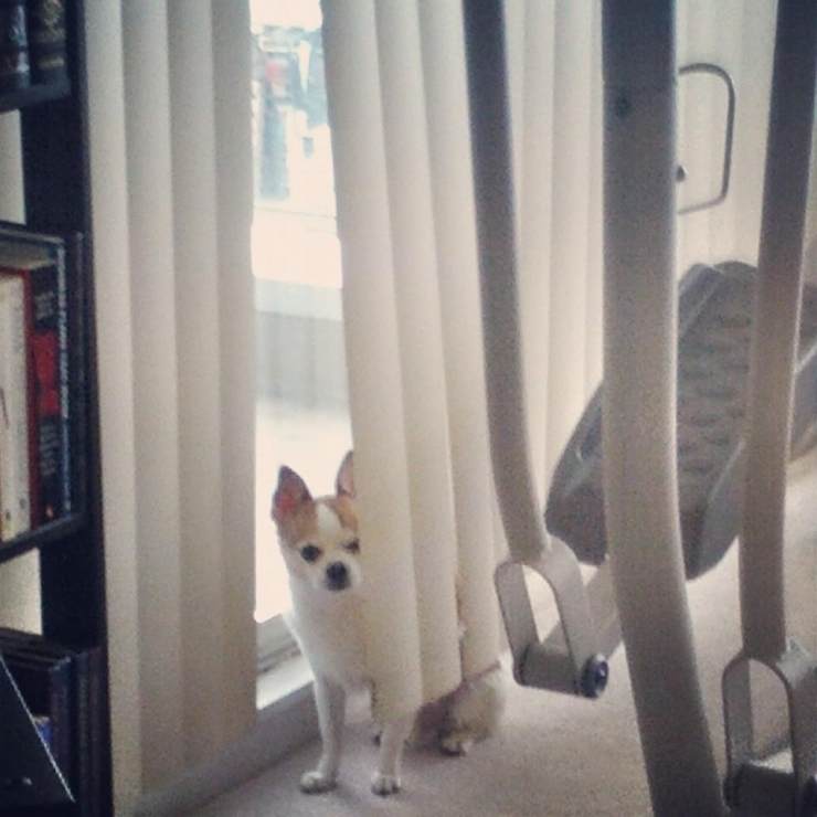 Illustration de l'article : 15 chiens compl&egrave;tement nuls &agrave; cache-cache