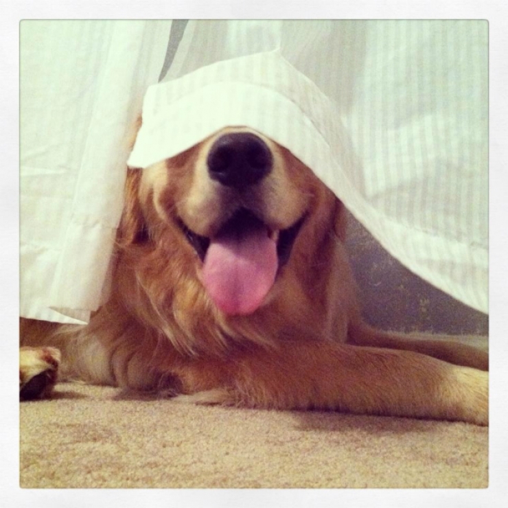 Illustration de l'article : 15 chiens compl&egrave;tement nuls &agrave; cache-cache