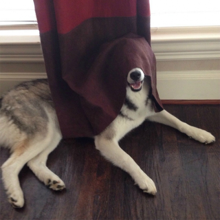 Illustration de l'article : 15 chiens compl&egrave;tement nuls &agrave; cache-cache