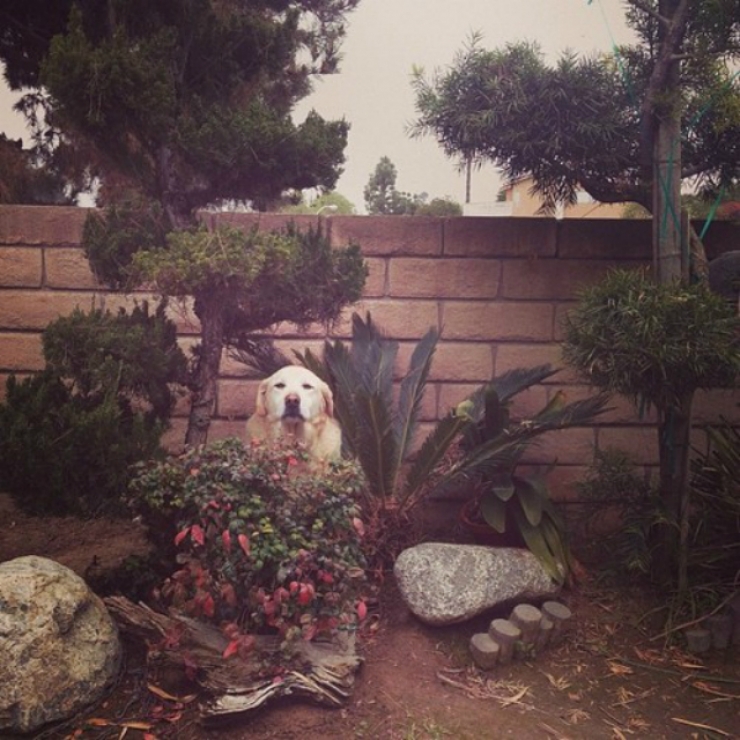 Illustration de l'article : 15 chiens compl&egrave;tement nuls &agrave; cache-cache