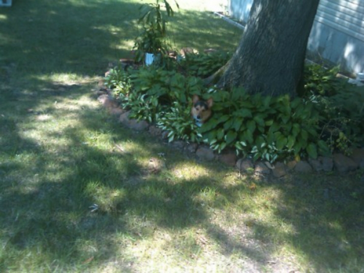 Illustration de l'article : 15 chiens compl&egrave;tement nuls &agrave; cache-cache